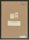 Hemiaulus polymorphus var. glacialis Grun. (de-Toni-Nr.: Genus 117, Species 3392) Zeichnungen Sammlung Grunow Nr. 6812 (NHMW-BOT-W0375657)